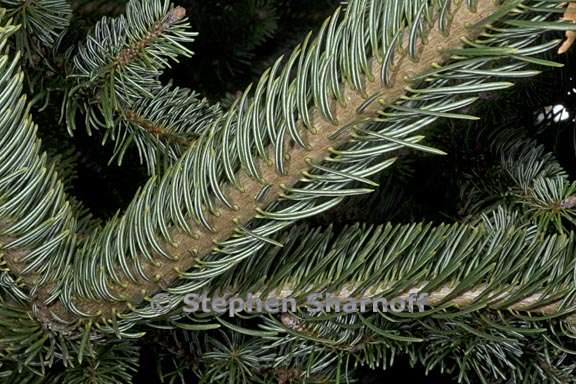 abies nordmanniana ssp equi trojani 2 graphic